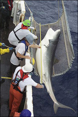20120518-tiger shark _NOAA_Photo_Library.jpg